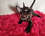 Кошки в Горячем Ключе: Котенок Девон Рекс девочка черная Девочка, 60 000 руб. - фото 5