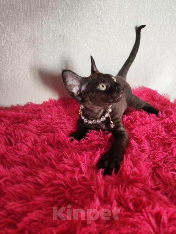 Кошки в Горячем Ключе: Котенок Девон Рекс девочка черная Девочка, 60 000 руб. - фото 5