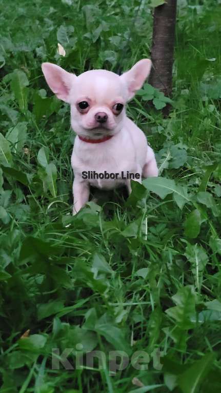 Собаки в Москве: Чихуахуа шикарный блондинчик Мальчик, Бесплатно - фото 3