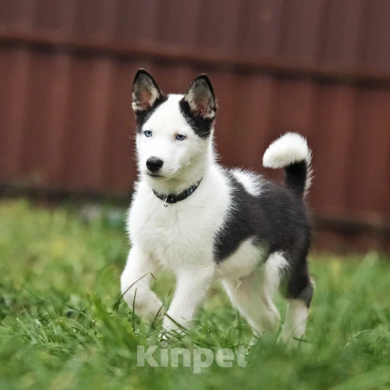 Собаки в Лосином-Петровском: Орфей якутята ппбж Мальчик, Бесплатно - фото 4