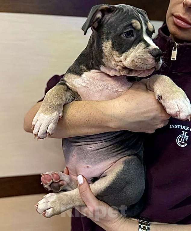 Собаки в Симферополе: Американский булли  Девочка, 60 000 руб. - фото 4