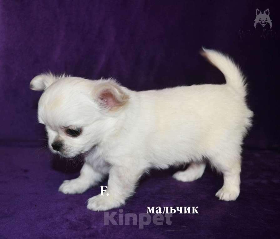 Собаки в Санкт-Петербурге: Щенки чихуахуа Мальчик, 30 000 руб. - фото 4