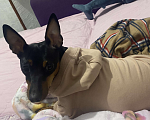 Собаки в Элисте: Продам недорого девочку цвергпинчер,ей 2 года и 2 месяца Девочка, Бесплатно - фото 4