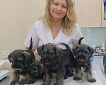 Собаки в Москве: Малыши цвергшнауцера перец с солью  Мальчик, 45 000 руб. - фото 1