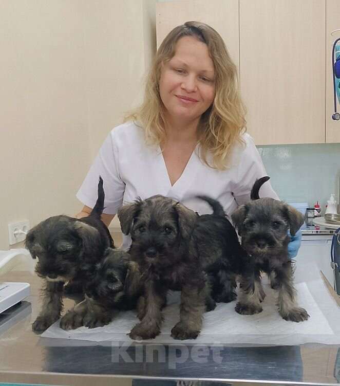 Собаки в Москве: Малыши цвергшнауцера перец с солью  Мальчик, 45 000 руб. - фото 1