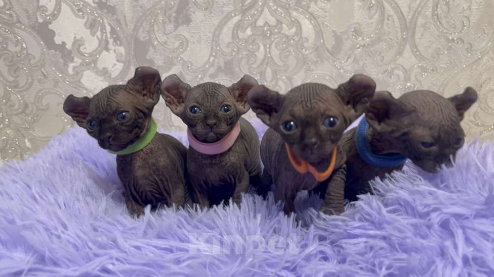 Кошки в Санкт-Петербурге: Котята ЭЛЬФЫ Девочка, Бесплатно - фото 1