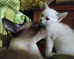 Кошки в Астрахани: Сиамский(тайский) котенок, 1 500 руб. - фото 6