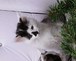 Кошки в Ливны: Очаровательные котята, 7 000 руб. - фото 8