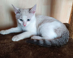 Кошки в Москве: Лира - котенок метис тайской кошки ищет дом Девочка, Бесплатно - фото 1