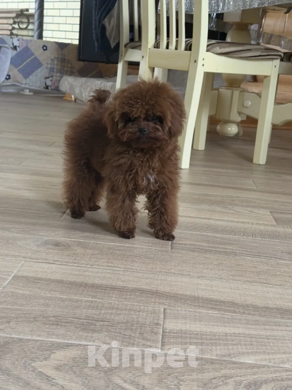 Собаки в Ейске: Продаю щенков Тедди пудель, импорт Китай🇨🇳, девочка 9 месяцев, мальчик 11 месяцев  Девочка, 230 000 руб. - фото 5