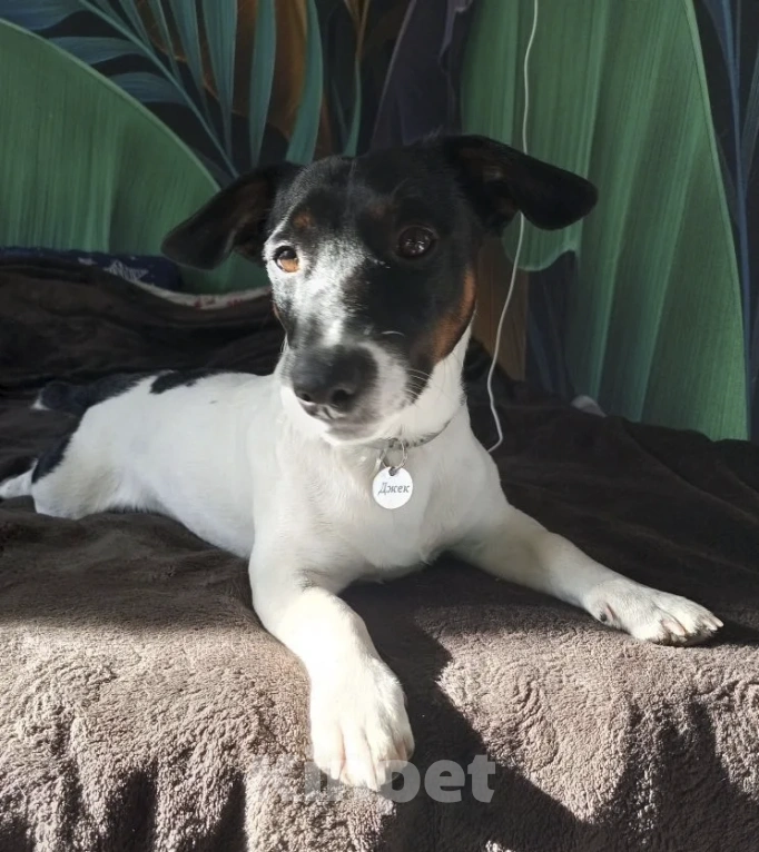 Собаки в Симферополе: Пропала собака Мальчик, 5 000 руб. - фото 6