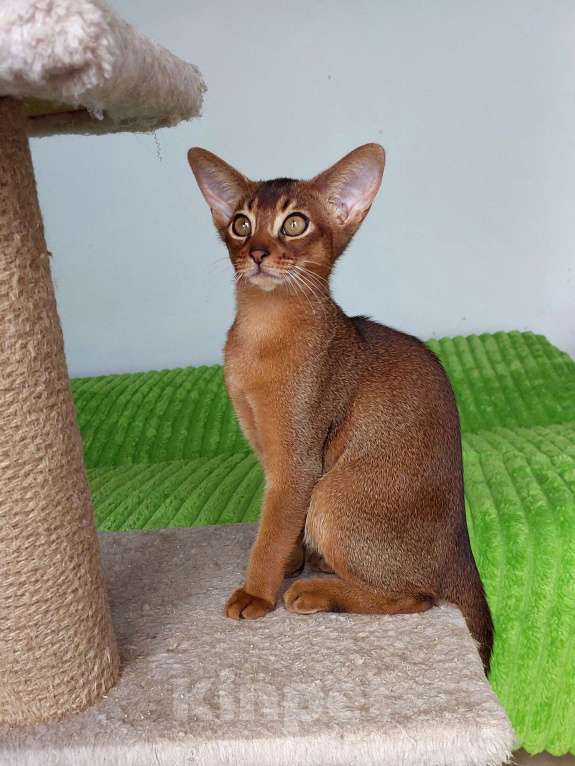 Кошки в Москве: Абиссинская красавица Девочка, 70 000 руб. - фото 2