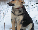 Собаки в Москве: Щенок из приюта Вики Девочка, Бесплатно - фото 4