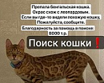 Кошки в Курганинске: Поиск Кошки ! Девочка, Бесплатно - фото 1