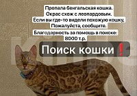 Кошки в Курганинске: Поиск Кошки ! Девочка, Бесплатно - фото 1