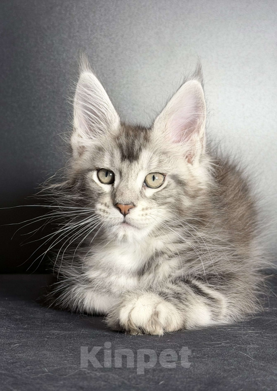 Кошки в других городах Московской области: Замечательная серебряная кошечка Девочка, 30 000 руб. - фото 1