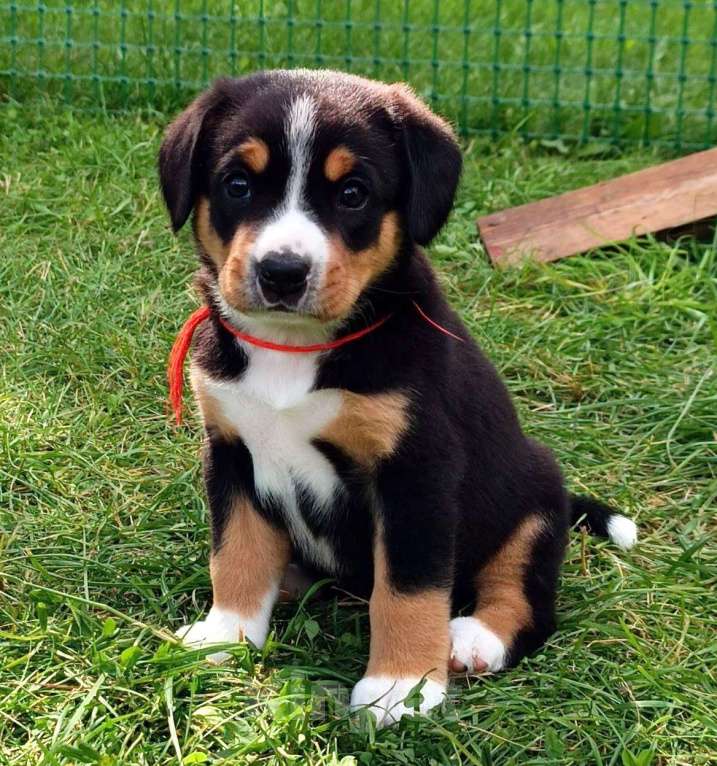 Собаки в Одинцово: Щенки энтлебухера зенненхунда Девочка, 55 000 руб. - фото 6