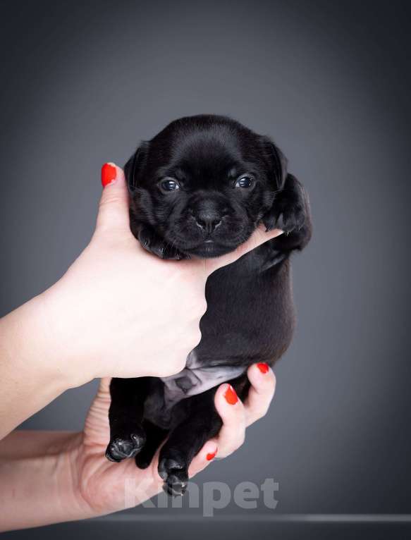 Собаки в Санкт-Петербурге: Мальчик 1 Мальчик, 100 000 руб. - фото 3