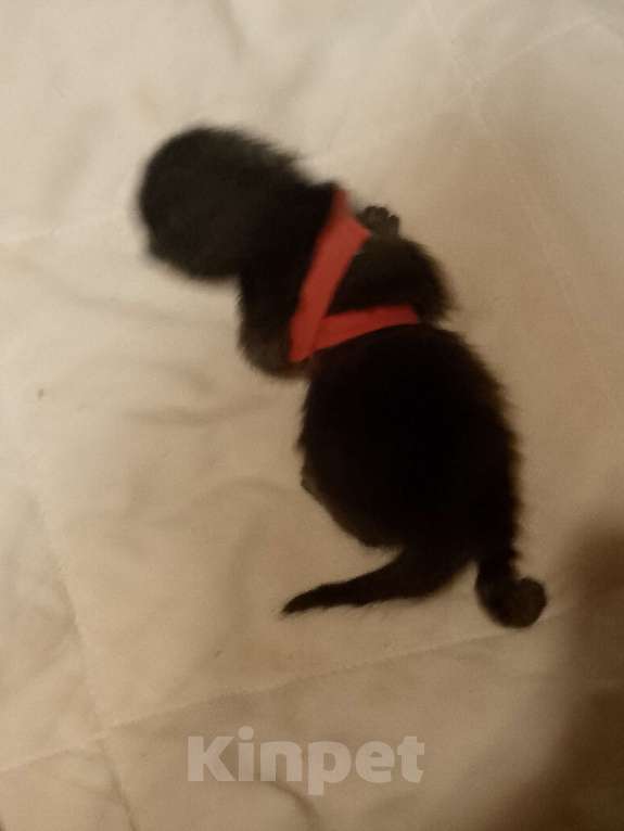 Кошки в Кирове: Красный цвет  Девочка, 2 500 руб. - фото 3