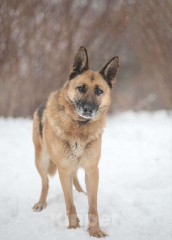 Собаки в Москве: Лилу - совершенство Девочка, Бесплатно - фото 1
