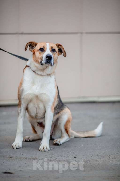 Собаки в Москве: Гаечка Девочка, Бесплатно - фото 14