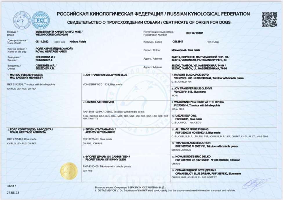 Собаки в Мытищах: Вязка Корги Кардиган(Юный Чемпион России) Мальчик, Бесплатно - фото 6