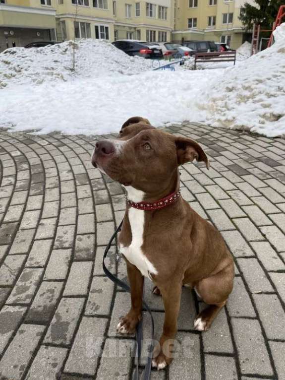 Собаки в Москве: Шоколадный щенок питбуля Миса в добрые руки Девочка, 1 руб. - фото 2