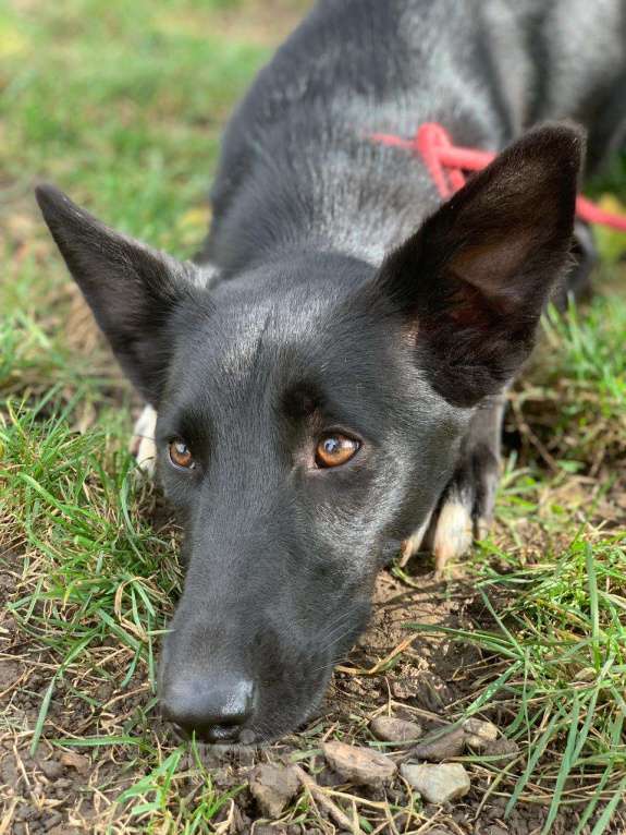 Собаки в Москве: Малышка БЕРТА Девочка, Бесплатно - фото 2