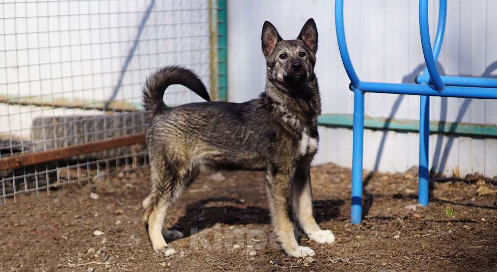 Собаки в Ногинске: Щенок ищет дом Мальчик, Бесплатно - фото 2