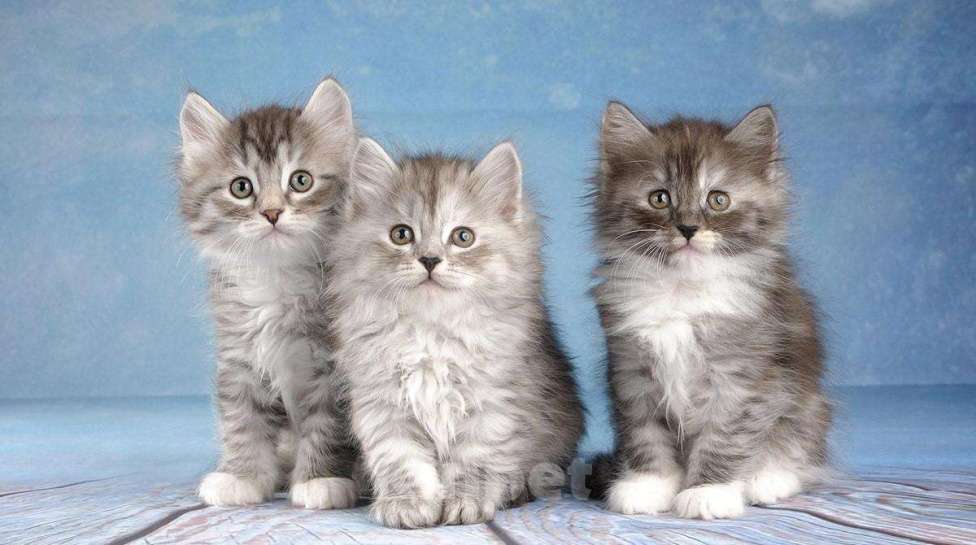 Кошки в Болхове: Сибирские котята, 40 руб. - фото 1