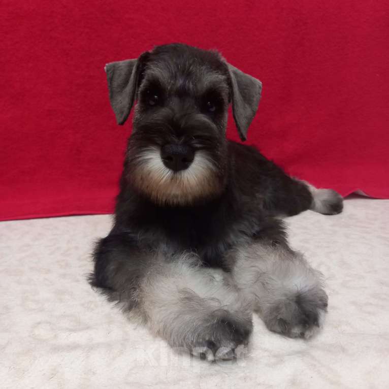 Собаки в Нижнем Тагиле: Щенки цвергшнауцера Разнополые, 60 000 руб. - фото 1