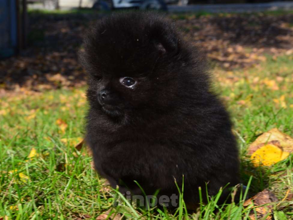 Собаки в Бийске: Щенки шпица Мальчик, Бесплатно - фото 7