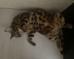 Кошки в Кудрово: Ищу новый дом Девочка, Бесплатно - фото 2