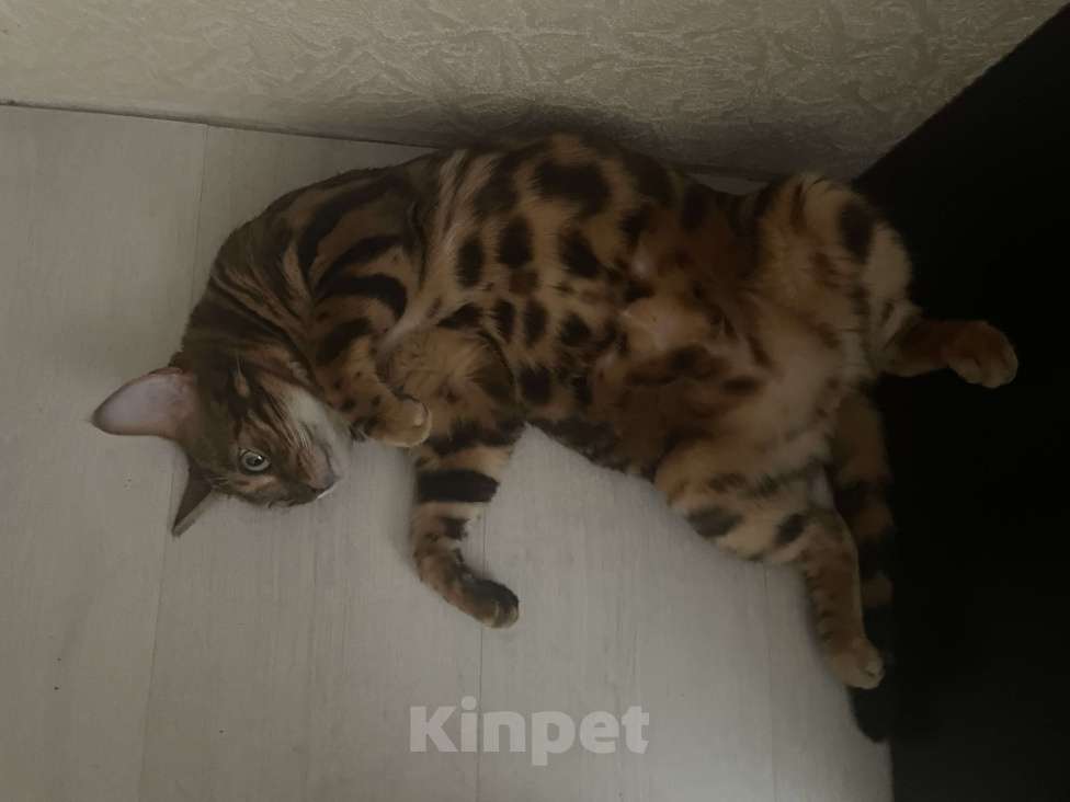 Кошки в Кудрово: Ищу новый дом Девочка, Бесплатно - фото 2