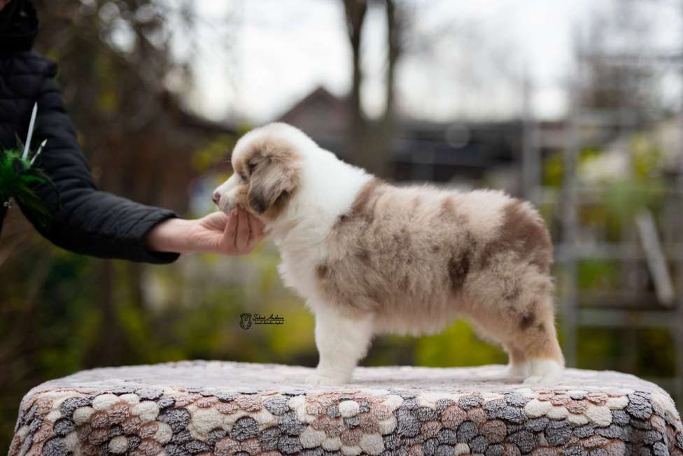 Собаки в Москве: Миниатюрная американская овчарка (мини-аусси) Мальчик, 150 000 руб. - фото 3