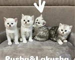 Кошки в Москве: Шотландский прямоухий короткошерстный Девочка, Бесплатно - фото 2