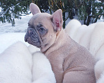 Собаки в Москве: Девочка французский бульдог. Девочка, 60 000 руб. - фото 1