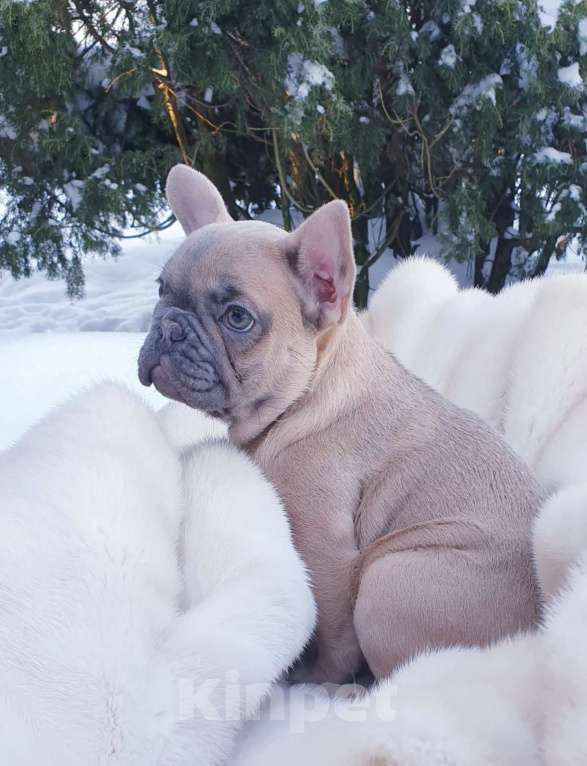 Собаки в Москве: Девочка французский бульдог. Девочка, 60 000 руб. - фото 1