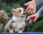 Собаки в Геленджике: Вельш корги щенок мальчик Мальчик, Бесплатно - фото 1