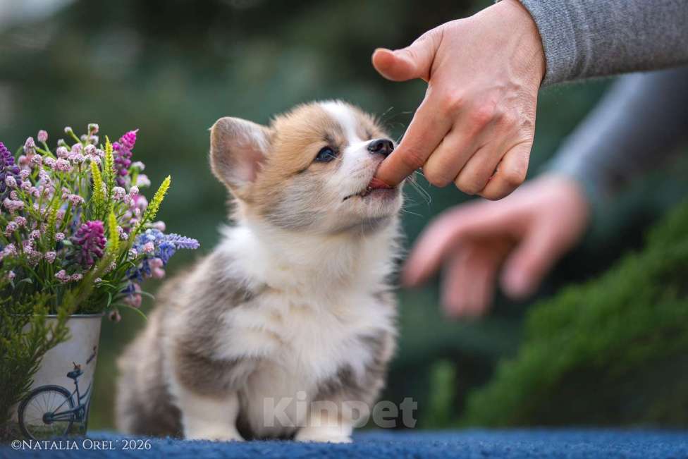 Собаки в Геленджике: Вельш корги щенок мальчик Мальчик, Бесплатно - фото 1