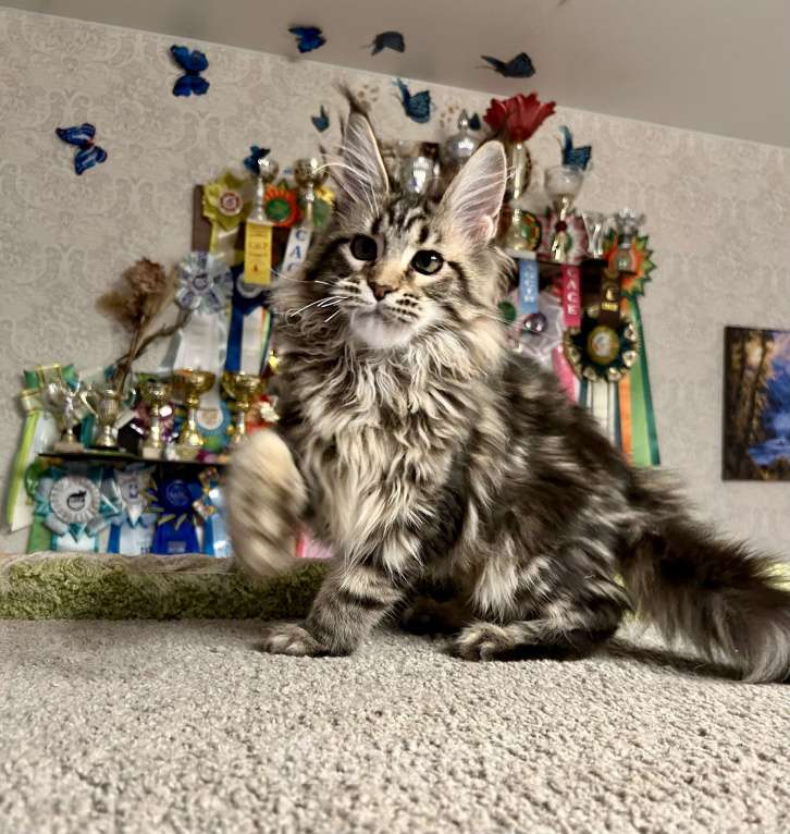 Кошки в Санкт-Петербурге: Кошка мейн-кун Девочка, 50 000 руб. - фото 4