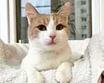 Кошки в Москве: Оскар - рыжий обнимательный котик в добрые руки Мальчик, Бесплатно - фото 4