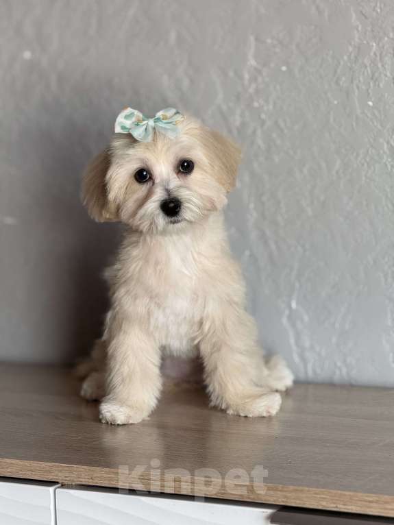Собаки в Новосибирске: Щенок мальтипу девочка, доставка Девочка, 70 000 руб. - фото 3