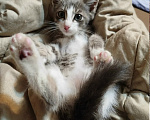 Кошки в Калуге: Котенок Шелдон Мальчик, Бесплатно - фото 7