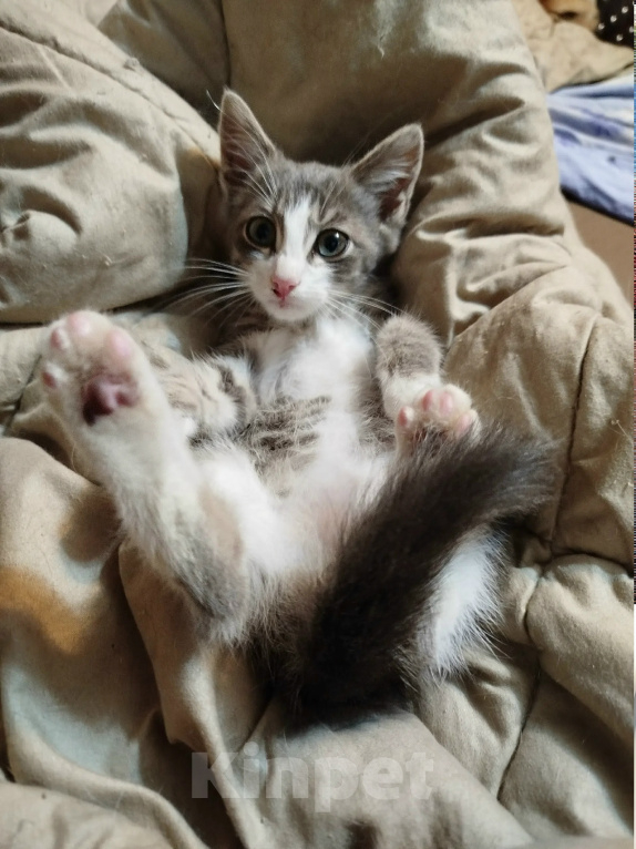 Кошки в Калуге: Котенок Шелдон Мальчик, Бесплатно - фото 7