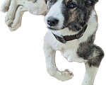 Собаки в Воркуте: Отдам в добрые руки Девочка, Бесплатно - фото 3