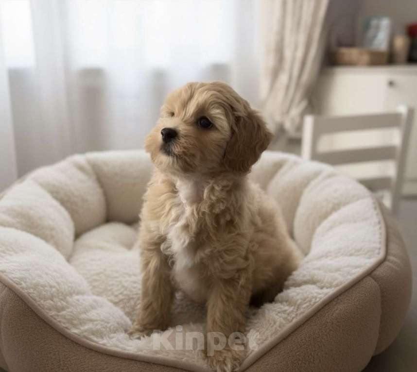 Собаки в Москве: Мальтипу F1 девочка  Девочка, 100 000 руб. - фото 2