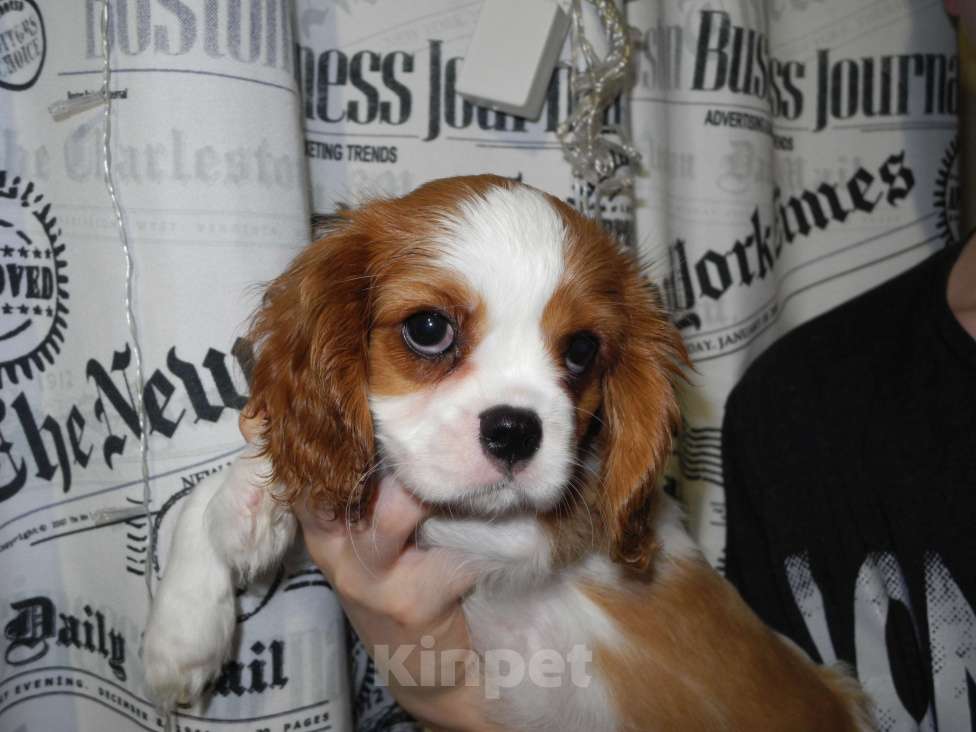Собаки в Ярославле: Щенки кавалер Кинг Чарльз спаниель Девочка, 80 000 руб. - фото 4
