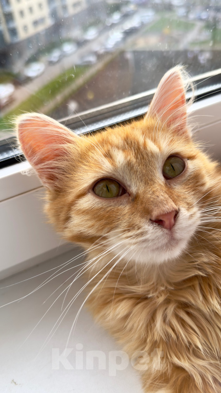 Кошки в Мытищах: Котенок в добрейшие руки Мальчик, Бесплатно - фото 9