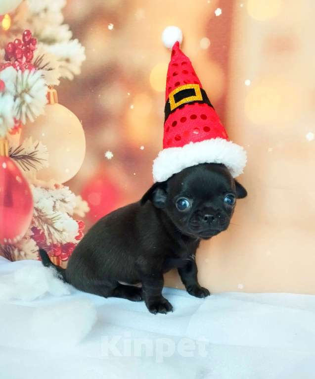 Собаки в Ногинске: Мальчик мистика Мальчик, 40 000 руб. - фото 1